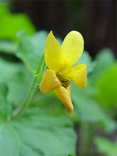 Viola%20sempervirens%20000