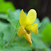 Viola%20sempervirens%20000