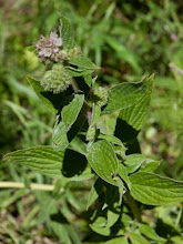 P6052461