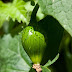 P6052457