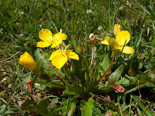 P4251867