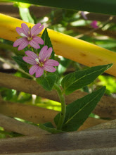 P6202755