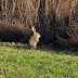 P2064631