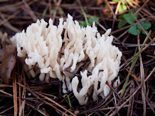 P1164147