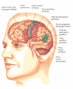 cerebro4 cerebro4