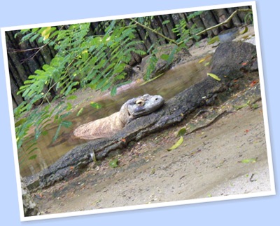 View zoo10