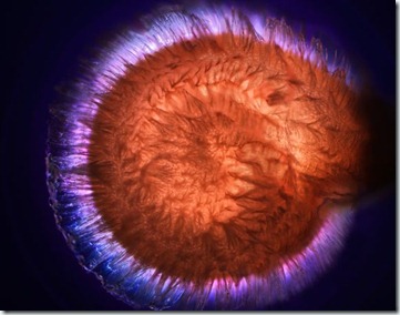 best-science-pictures-2010-scivis-tomato-seed-hair_32350_600x450
