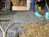 The first layer of plaster is worked into the straw by hand