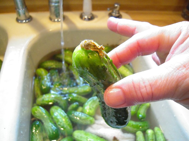 [pickles 012[3].jpg]