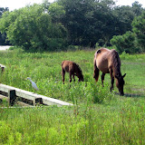 Wild horses north of Corolla
