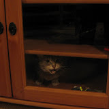 Still trapped in the stereo cabinet.