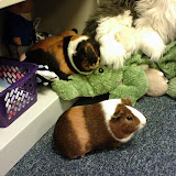 Reeses and Kit Kat running around the classroom.