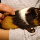 Reeses as a young piglet.