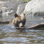 Stockholm Skansen bears6.JPG