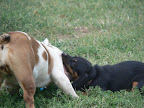  dogs