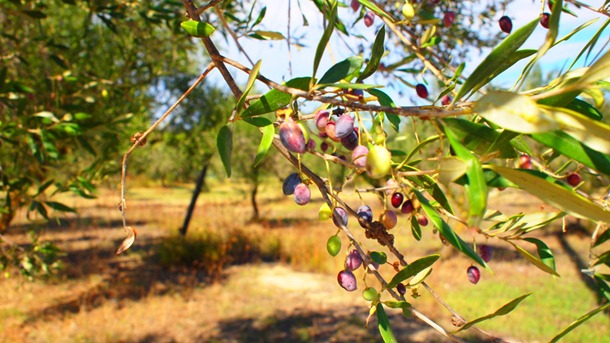 PA080164 PA080164