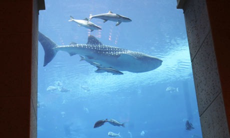 [Wild life fishes[19].jpg]