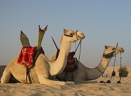[2-camels-BE[3].jpg]