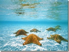 Star-Fish