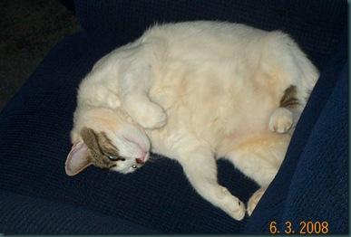 Belly rub