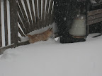 snowpocolypse 2009 002.jpg