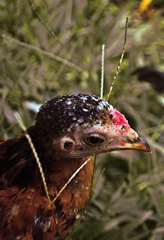 m_balinese chicken