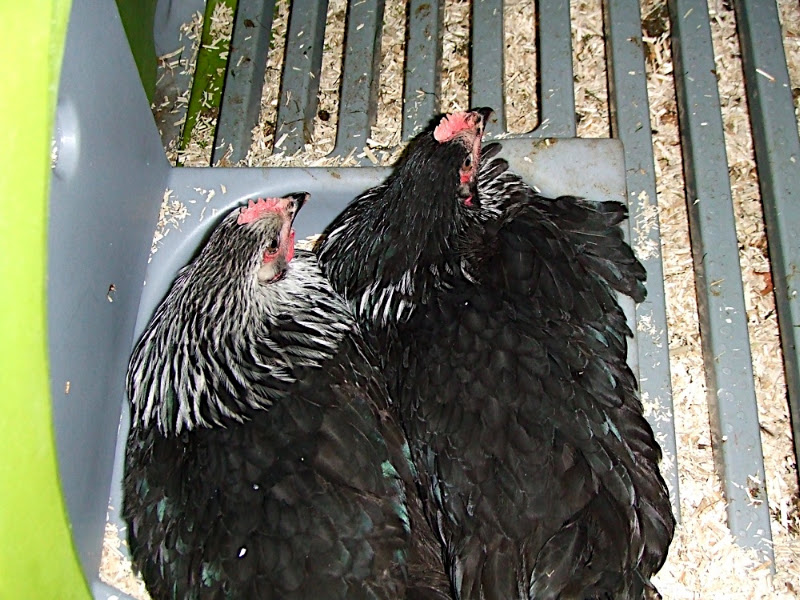 DSCF3314.jpg