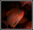 ANTHIAS ANTHIAS.jpg