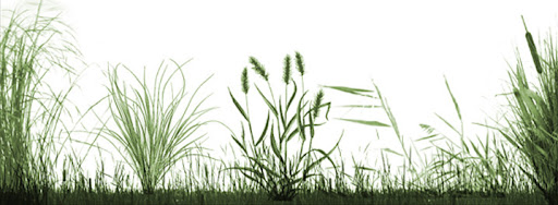 Grassland Photoshop Brushes Grassland Photoshop Brushes