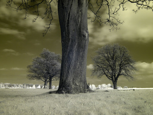 Infrared Photography taken using Canon PowerShot A640