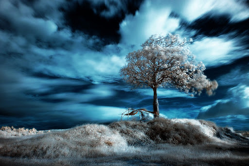 Blue sky Infrared Photography