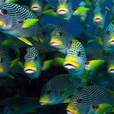 Sweetlips en Pandilla.jpg