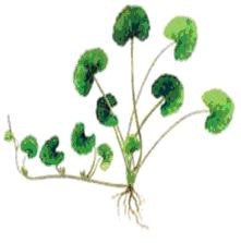 [centella-asiatica[4].jpg]