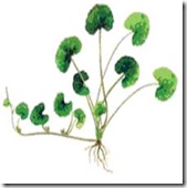 centella-asiatica centella-asiatica