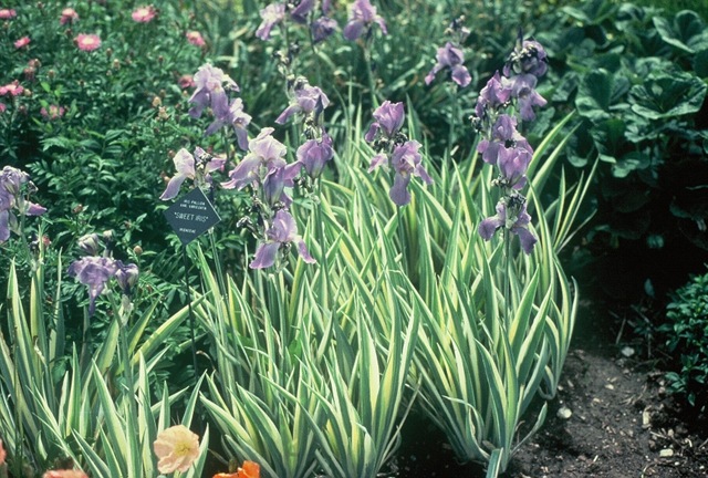 [Sweet Iris[3].jpg]
