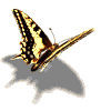 [butterflies_29[2].gif]