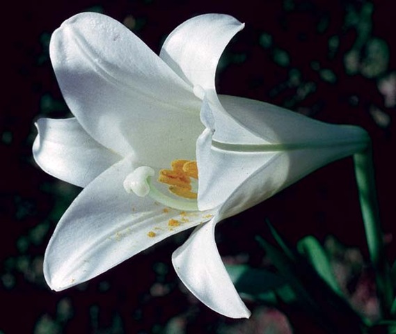 [Easter-Lily[3].jpg]