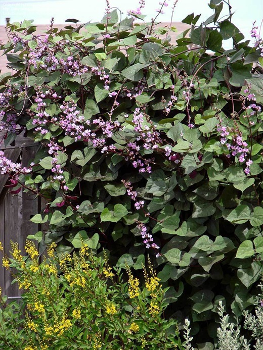 Hyacinth bean 01 Hyacinth bean 01