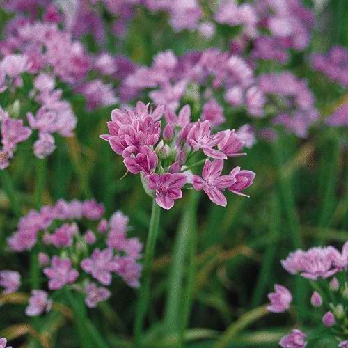 Allium_Roseum
