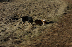DSC_0016.NEF (Raw)