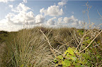 DSC_0005.NEF (Raw)