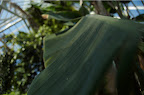 _DSC0073.NEF (Raw)
