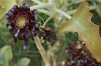 DSC_0083.NEF (Raw)