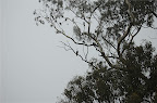 _DSC0083.NEF (Raw)