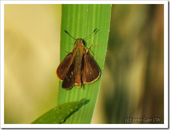 Pelopidas mathias mathias-GanHome_20100203_D5167-320