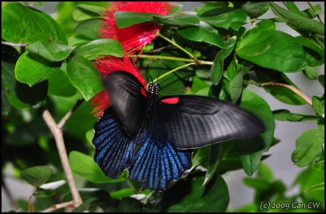 [Papilio memnon agenor (f) esperi-ChangiT3-20090524_1661-640.jpg]