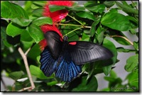 Papilio memnon agenor (f) esperi-ChangiT3-20090524_1661-640