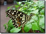 Papilio demoleus malayanus-ChangiT3-20090516_1482-640