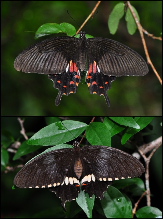 [Papilio polytes romulus (f)-ChangiT3-20090524_1740.jpg]