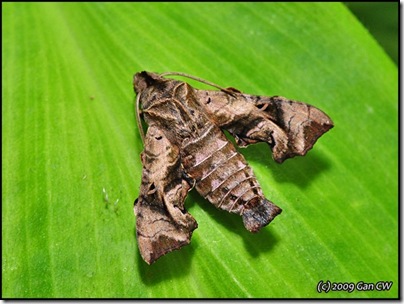 Neogurelca hyas-20090527_1909-640